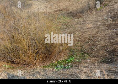 Glade di delicati fiori di Anemone nelle pianure sotto un cespuglio di salice, primavera precoce Foto Stock