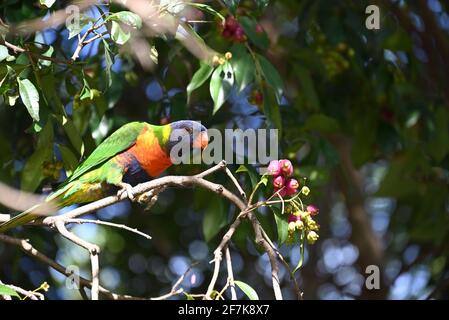 Un affamato lorikeet arcobaleno arroccato su un ramo, guardando un po 'di bacche da mangiare Foto Stock