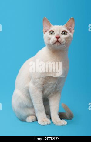 Giovane gatto tonkinese purebred di un colore mink fawn isolato su sfondo blu. Scatto in studio. Foto Stock