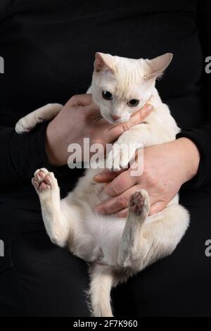 Giovane gatto tonkinese purebred di un colore mink fawn in mani femminili sullo sfondo nero scuro Foto Stock