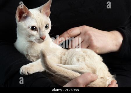 Giovane gatto tonkinese purebred di un colore mink fawn in mani femminili sullo sfondo nero scuro Foto Stock