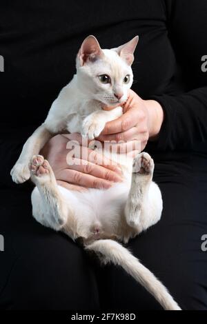 Giovane gatto tonkinese purebred di un colore mink fawn in mani femminili sullo sfondo nero scuro Foto Stock