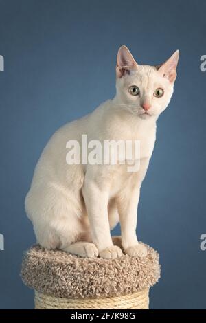 Il giovane gatto tonkinese in purea di un colore mink fawn si siede su un palo graffiante isolato sullo sfondo blu-grigio. Scatto in studio. Foto Stock