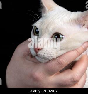 Primo piano di una testa di un giovane tondinese in purebred gatto pegno mink colorato in mani femminili sul buio sfondo nero Foto Stock