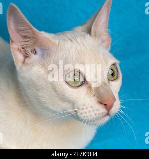 Ritratto di un giovane gatto tonkinese in purea di un cucciolo colore mink sullo sfondo blu in primo piano Foto Stock