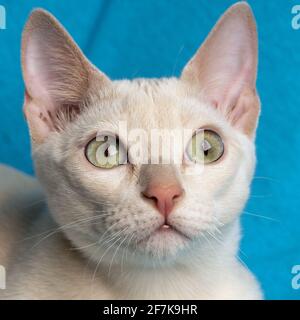 Ritratto di un giovane gatto tonkinese in purea di un cucciolo colore mink sullo sfondo blu in primo piano Foto Stock