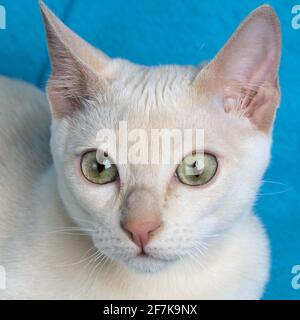 Ritratto di un giovane gatto tonkinese in purea di un cucciolo colore mink sullo sfondo blu in primo piano Foto Stock