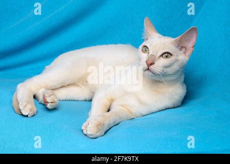 Giovane gatto tonkinese purebred di un colore mink fawn sdraiato sullo sfondo in tessuto blu Foto Stock