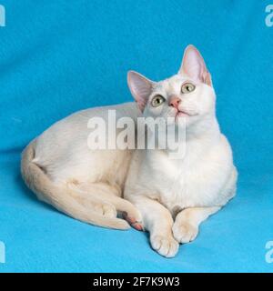 Giovane gatto tonkinese purebred di un colore mink fawn sdraiato sullo sfondo in tessuto blu e guardando verso l'alto Foto Stock