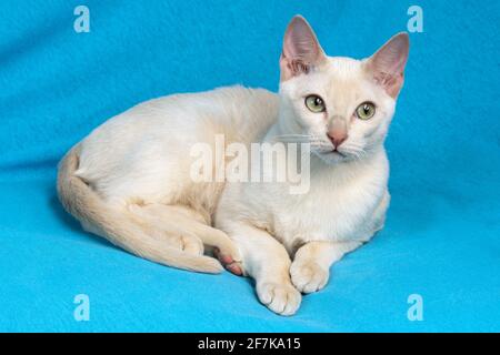 Giovane gatto tonkinese purebred di un colore mink fawn sdraiato sullo sfondo in tessuto blu Foto Stock