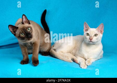 Due giovani gatti tonkinesi purosangue di fanciuta e foca colori mink seduti sullo sfondo blu del tessuto Foto Stock