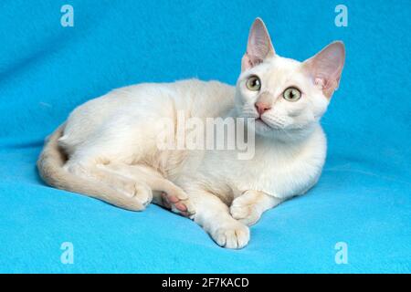 Giovane gatto tonkinese purebred di un colore mink fawn sdraiato sullo sfondo in tessuto blu Foto Stock