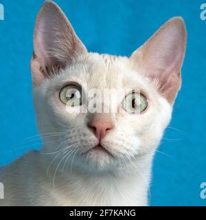 Ritratto di un giovane gatto tonkinese in purea di un cucciolo colore mink sullo sfondo blu in primo piano Foto Stock