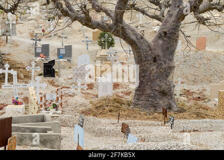 SENEGAL, isola di Fadiouth, cimitero misto con tombe per musulmani e cristiani, Baobab albero Foto Stock