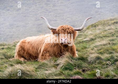 Una mucca di altopiano che pascola su una collina nella nebbia Foto Stock