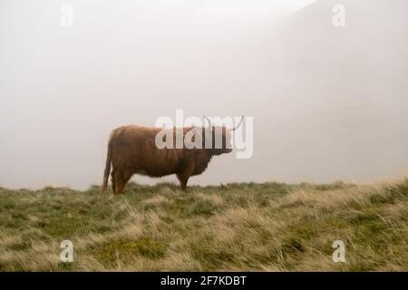 Una mucca di altopiano che pascola su una collina nella nebbia Foto Stock