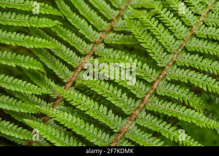 Verde felce piante in natura. Piante Fern nella foresta. Verde fresco fogliame tropicale. Natura organica sfondo. Foto Stock