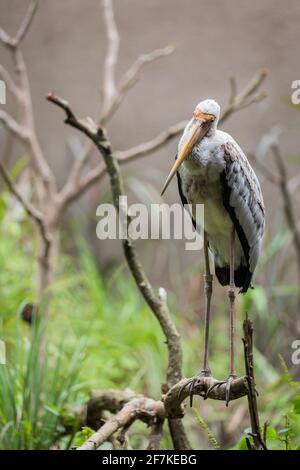 Una cicogna dipinta ( Mycteria leucocephala ) con piume bianche e nere arroccate su un tronco d'albero. Foto Stock