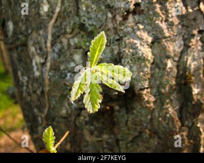 Tiro giovane con foglie sullo sfondo di un grande albero, vista ravvicinata. Foto di alta qualità Foto Stock