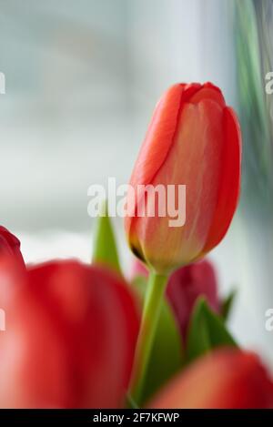 tulipani rossi fiori e foglie verdi da vicino Foto Stock