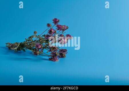 bouquet secco di crisantemi su sfondo blu Foto Stock