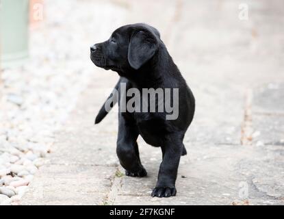 Cucciolo di Labrador nero di otto settimane Foto Stock