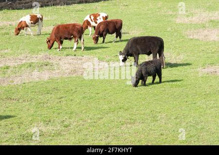 Le mucche stanno mangiando erba in un pascolo in Arnhem in Paesi Bassi Foto Stock