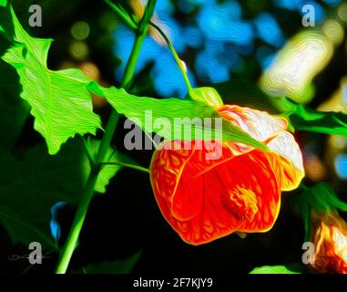 Si tratta di un bel pezzo d'arte di alta qualità di un abutilon che cresce in un giardino tropicale. Misura 26.444" (67.17 cm) x 20.806" (52.85 cm). Il Foto Stock