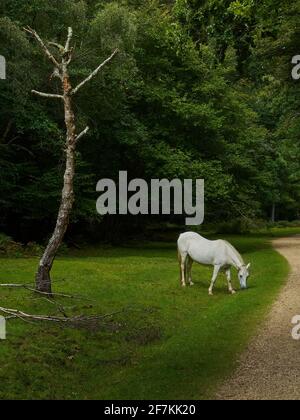 Uno dei pony emblematici e semi-selvaggi della New Forest da un sentiero in una piccola radura di foresta, accanto ad una betulla gnarled, frondosa e dead-sembring. Foto Stock