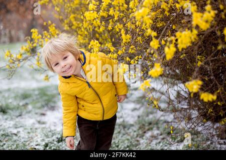 Carino bambino biondo, ragazzo, che corre intorno al cespuglio giallo fiorente, tempo di primavera, mentre nevica, tempo di primavera insolito con la neve Foto Stock