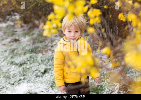 Carino bambino biondo, ragazzo, che corre intorno al cespuglio giallo fiorente, tempo di primavera, mentre nevica, tempo di primavera insolito con la neve Foto Stock