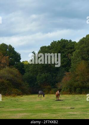 Un paio di pony emblematici e semi-selvaggi della New Forest che emergono dagli alberi in una grande e erbosa radura davanti a alberi maturi e toccati in autunno. Foto Stock