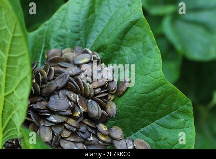 semi di zucca in una foglia di zucca Foto Stock