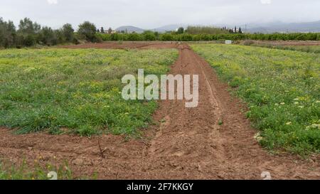 Campo di pomodori e lattuga appena piantati Foto Stock