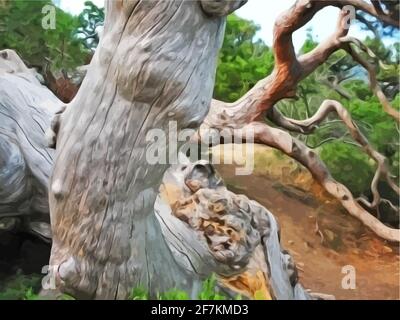 Un percorso nella foresta con alberi ornati ritorti Illustrazione Vettoriale