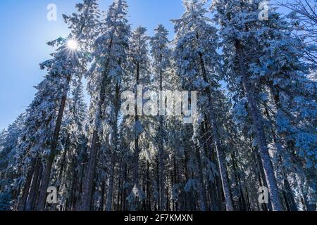 Germania, Magical fiocchi di neve bianchi che cadono giù dalle alte cime dell'albero della conifere con i raggi del sole che brillano attraverso gli alberi con il cielo blu nella stagione invernale Foto Stock