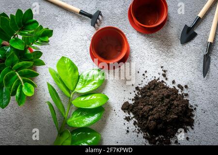 Preparazione pianta per piantare su calcestruzzo tavolo metodo di propagazione da foglie di piante domestiche Zamioculcas Primavera rinnovamento, cura dei fiori concetto Vista dall'alto Foto Stock