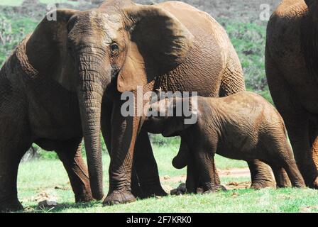 Primo piano di un giovane vitello selvaggio, tra la mandria, che ravviva la madre che sta guardando la macchina fotografica. Girato durante il safari in Sud Africa. Foto Stock