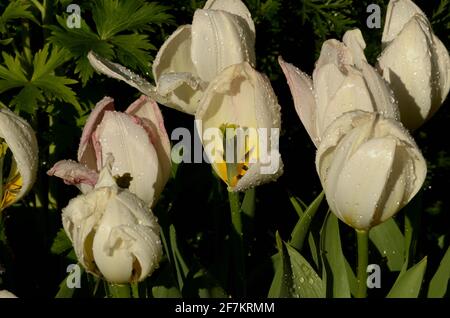 quasi pletora di tulipani bianchi fantasia di forme e design petali variabili. Invitante foto di madre natura che brilla di bellezza, Foto Stock