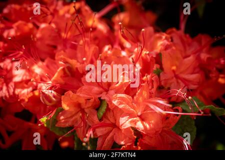 Primo piano di Flame Azalee in fiore su Gregory Bald in Great Smoky Mountains National Park Foto Stock