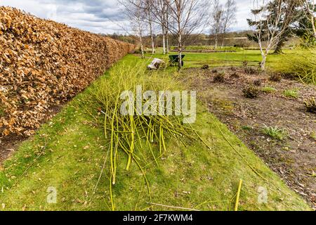 Taglio di Willow e una siepe di faggio al 18 ° secolo Amisfield murato giardino, East Lothian, Scozia, Regno Unito Foto Stock