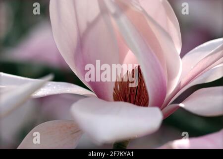 Una magnolia Sprengeri Diva fiorisce. I carpelli si trovano all'interno del giardino all'inglese di marzo dei petali rosa pallido (Magnolia Diva di Sprenger; Magnolia di Sprenger) Foto Stock