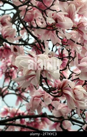 Le fioriture rosa di un albero ornamentale Magnolia Sprengeri Diva. Giardino all'inglese, marzo (Magnolia Diva di Sprenger; Magnolia di Sprenger) Foto Stock