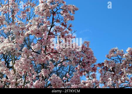Le fioriture rosa di un albero ornamentale Magnolia Sprengeri Diva che raggiunge un cielo azzurro. Giardino all'inglese, marzo. (Magnolia Diva di Sprenger) Foto Stock