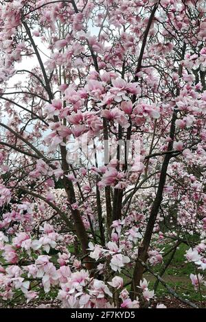 Le fioriture rosa di un albero ornamentale Magnolia Sprengeri Diva. Giardino all'inglese, marzo. (Magnolia Diva di Sprenger; Magnolia di Sprenger) Foto Stock