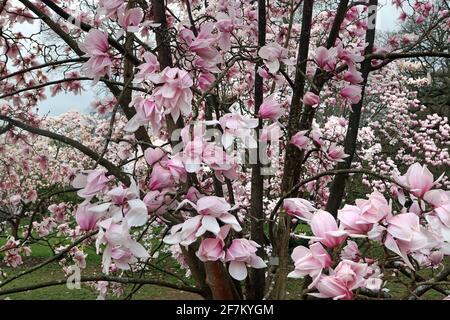 Le fioriture rosa di un albero ornamentale Magnolia Sprengeri Diva. Giardino all'inglese, marzo (Magnolia Diva di Sprenger; Magnolia di Sprenger) Foto Stock