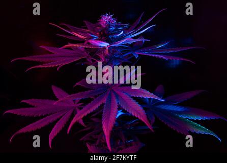 Marijuana viola su sfondo nero con colorata luce LED ultravioletta al neon. Pianta di canapa con foglie grandi. Nuovo look alla moda artistico futuristico fresco Foto Stock