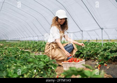 Vista laterale della donna squadrante con cappuccio e grembiule bianchi sta raccogliendo le fragole nel cestello bianco. La brunetta riccia raccoglie fragole in greenho Foto Stock