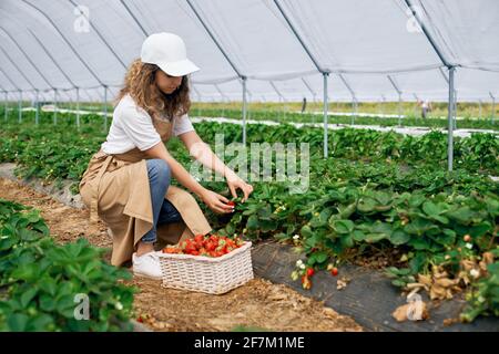 Vista laterale della donna squadrante con cappuccio e grembiule bianchi sta raccogliendo le fragole nel cestello bianco. La brunetta riccia raccoglie fragole in greenho Foto Stock