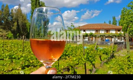Vino rosato freddo in una giornata di sole nel vigneto Foto Stock